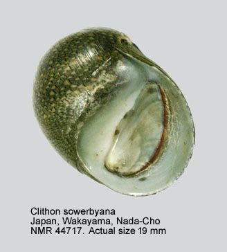 Clithon sowerbyana (3).jpg - Clithon sowerbianum (Récluz,1843)